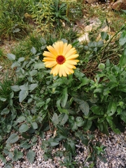 Calendula officinalis