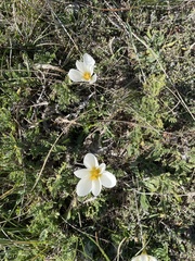 Crocus cancellatus mazziaricus