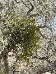 Phoradendron leucarpum tomentosum
