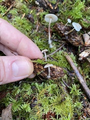 Strobilurus occidentalis