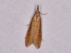 Donacaula