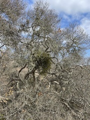 Phoradendron leucarpum tomentosum