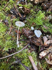 Strobilurus occidentalis