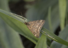 Pyrausta despicata