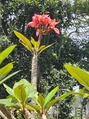 Plumeria rubra