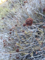 Eriogonum fasciculatum