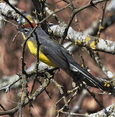 Myioborus brunniceps