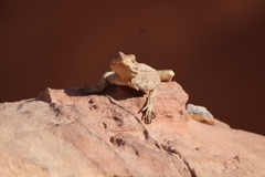 Laudakia vulgaris