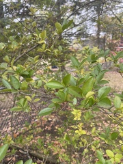Ligustrum ovalifolium