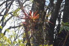 Tillandsia calothyrsus