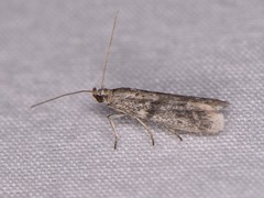 Phycitodes reliquellum