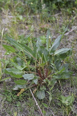 Rumex acetosa