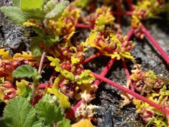 Tetragonia