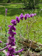 Salvia leucantha