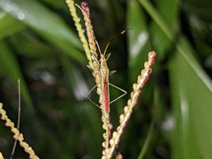 Stenocoris
