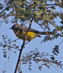 Myioborus brunniceps