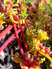 Tetragonia