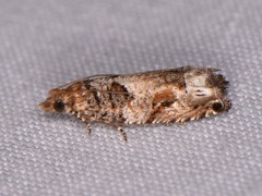 Epinotia