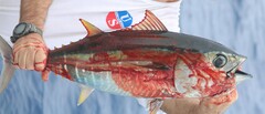 Thunnus obesus
