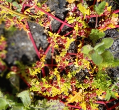 Tetragonia