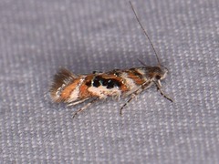 Aristotelia elegantella