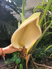Monstera deliciosa