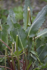Rumex acetosa