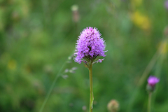 Traunsteinera globosa