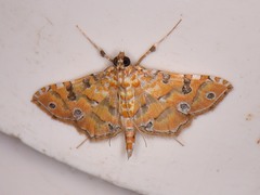 Ommatospila narcaeusalis