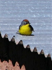 Myioborus brunniceps