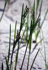 Festuca rubra