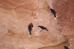Onychognathus tristramii