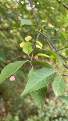 Euonymus atropurpureus