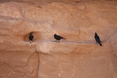 Onychognathus tristramii