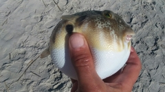 Sphoeroides maculatus