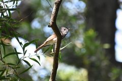 Terpsiphone atrocaudata