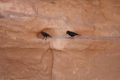 Onychognathus tristramii