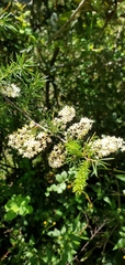Asparagus racemosus