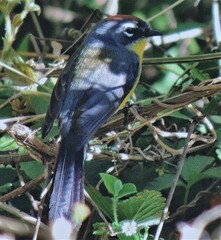 Myioborus brunniceps