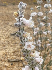 Dasymalla terminalis