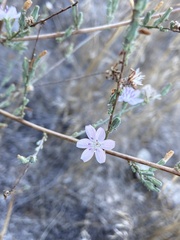 Stephanomeria exigua