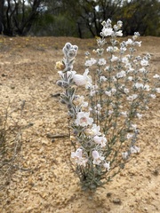 Dasymalla terminalis