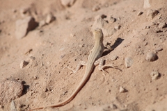 Acanthodactylus