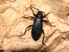 Saphanus piceus