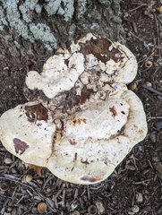 Pseudoinonotus