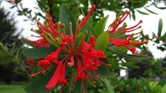 Embothrium coccineum