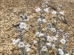 Dasymalla terminalis