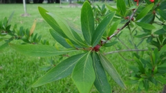 Embothrium coccineum