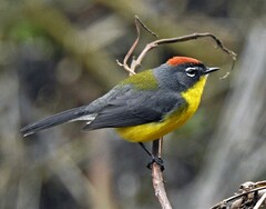 Myioborus brunniceps