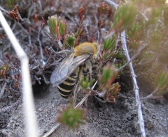 Colletes succinctus
